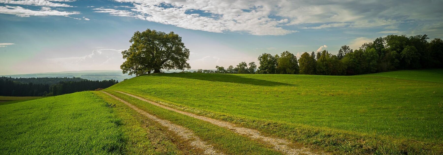 Dirt road in green field leading to horizon with trees in background