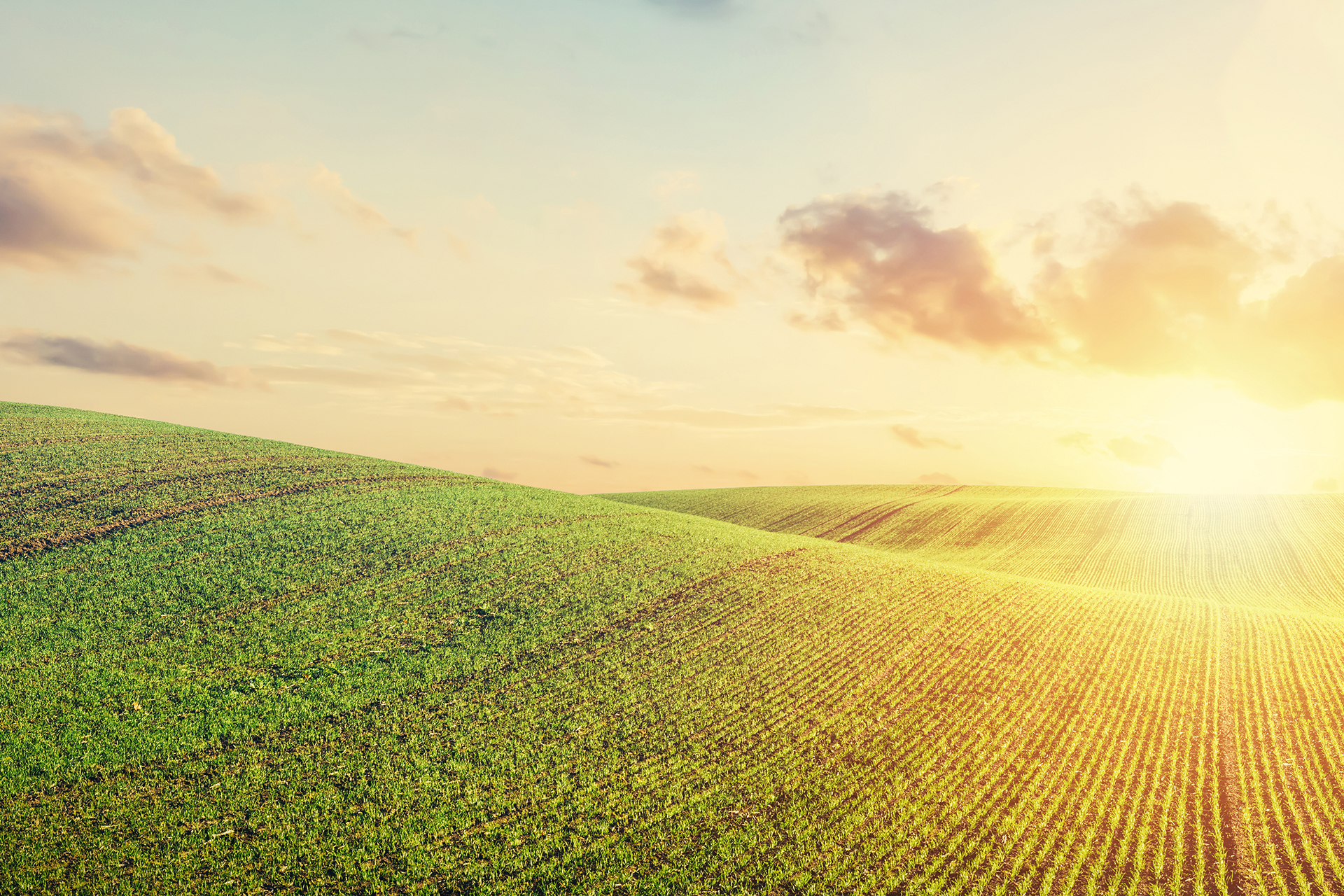 Green field with sun